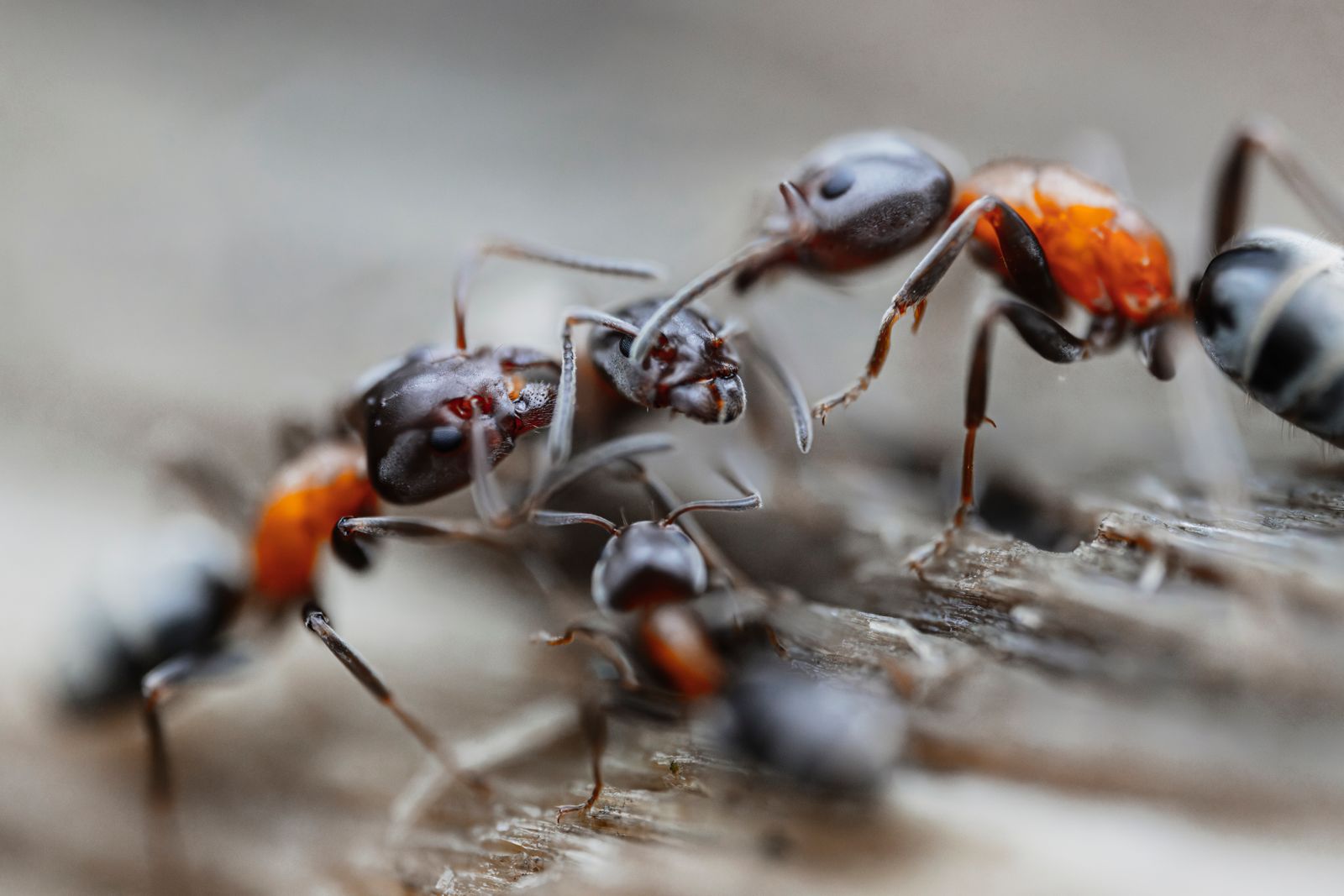 Ants on wood