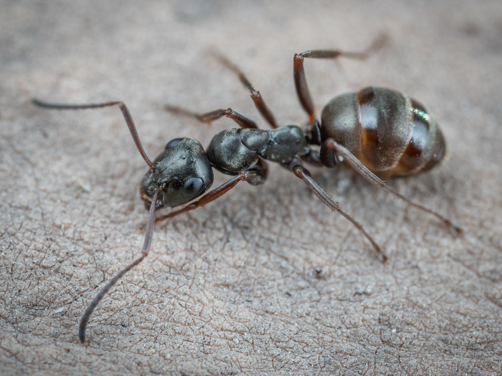 Detailed macro view of an ant